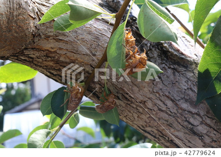 蝉のぬけがら 42779624