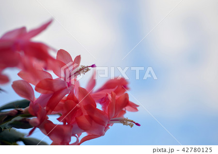 カニサボテン01 42780125