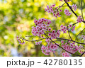Cherry blossom 42780135