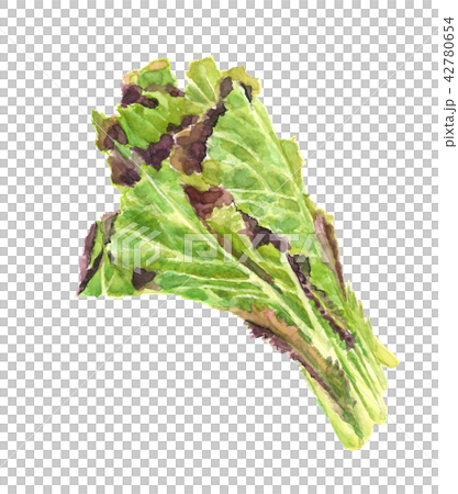 からし菜 芥子菜 からし菜 芥子菜 42780654