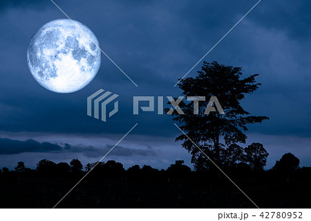 super moon on background silhouette tree night sky 42780952