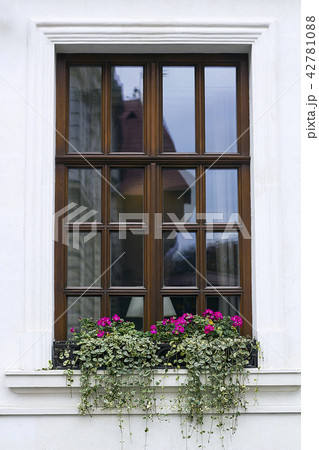 Wooden window and Geranium flowers in pot 42781088