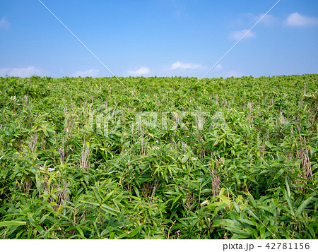 【伊豆半島】夏の高原風景・熊笹の草原【伊豆山稜線歩道】 42781156