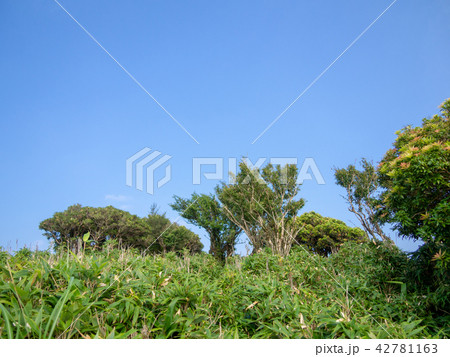 【伊豆半島】夏の高原風景・熊笹と灌木の草原【伊豆山稜線歩道】 【伊豆半島】夏の高原風景・熊笹と灌木の草原【伊豆山稜線歩道】 42781163