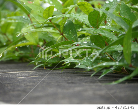 water of rain drop green leaves and concrete wall water of rain drop green leaves and concrete wall 42781345