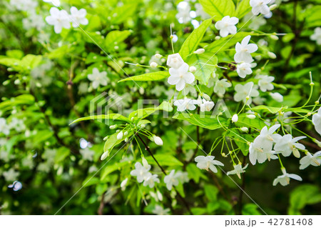 Wrightia religiosa is a species in Apocynaceae Wrightia religiosa is a species in Apocynaceae 42781408