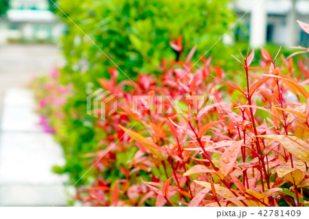 young red leaves of top christina plant in garden young red leaves of top christina plant in garden 42781409