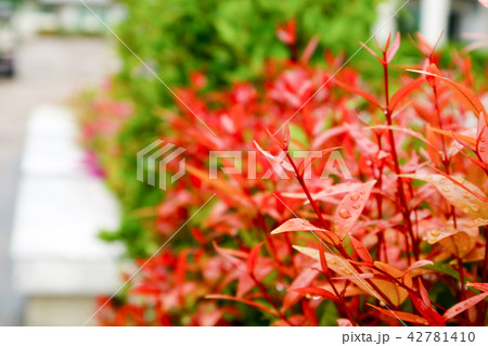 young red leaves of top christina plant in garden young red leaves of top christina plant in garden 42781410
