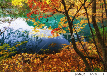 五色沼の紅葉 五色沼の紅葉 42783301