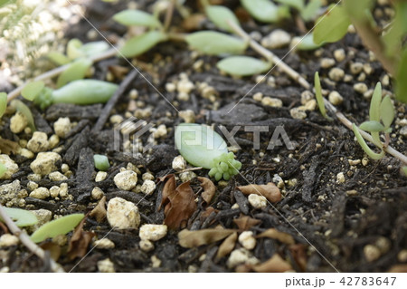 多肉植物　赤ちゃん　子供　新芽 42783647