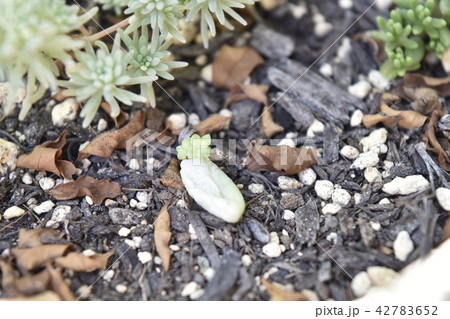 多肉植物 赤ちゃん 子供 新芽 多肉植物 赤ちゃん 子供 新芽 42783652