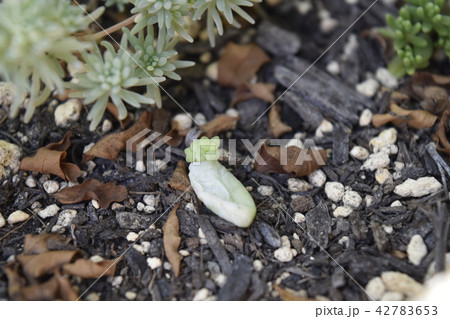 多肉植物 赤ちゃん 子供 新芽 多肉植物 赤ちゃん 子供 新芽 42783653