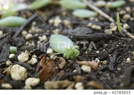 多肉植物 赤ちゃん 子供 新芽の写真素材