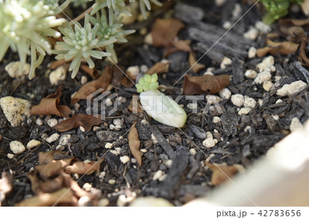 多肉植物 赤ちゃん 子供 新芽の写真素材