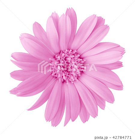 flower lilac calendula, isolated on a white  42784771