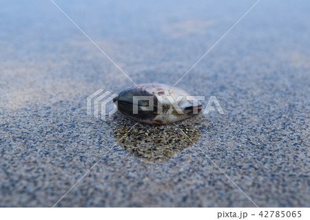 はまぐり はまぐり 42785065