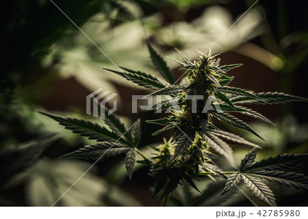 Blooming Marijuana plant with early white Flowers 42785980