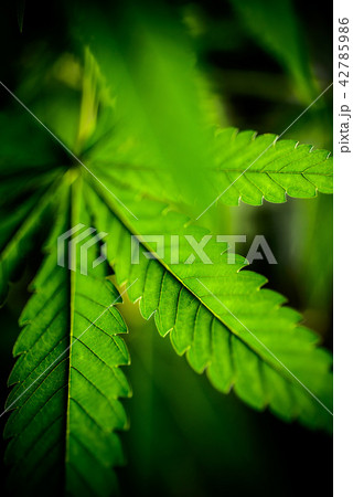 cannabis sativa, marihuana leaves 42785986