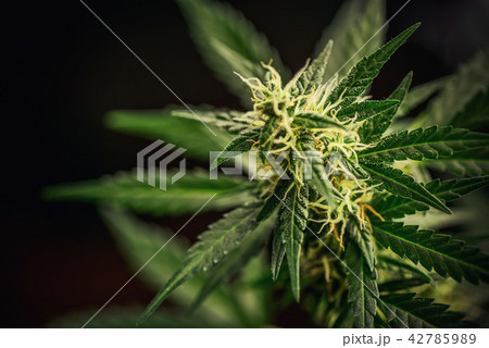 Blooming Marijuana plant with early white Flowers 42785989