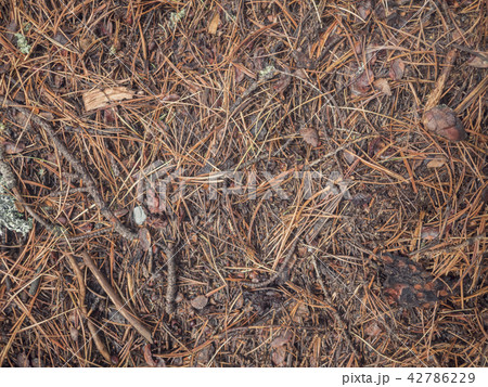 Earth ground covered with compost mulch fragment as a texture background Earth ground covered with compost mulch fragment as a texture background 42786229