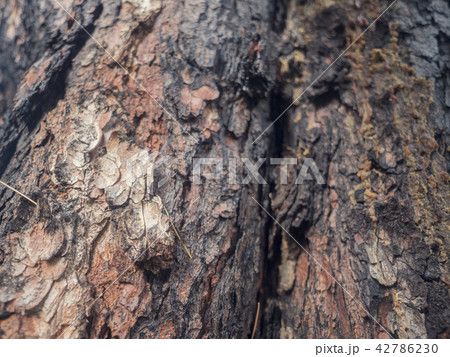 Close up texture of Cedar tree bark Close up texture of Cedar tree bark 42786230