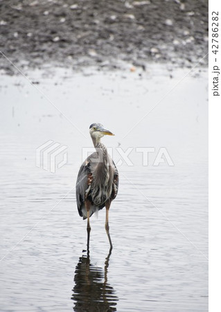 オオアオサギ 大青鷺 Great Blue Heron 鳥 オオアオサギ 大青鷺 Great Blue Heron 鳥 42786282