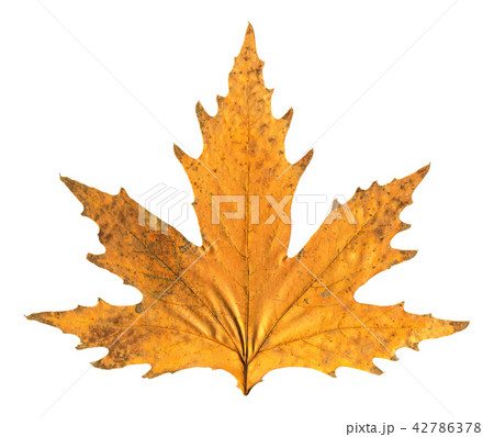 Autumn leaf Autumn leaf 42786378