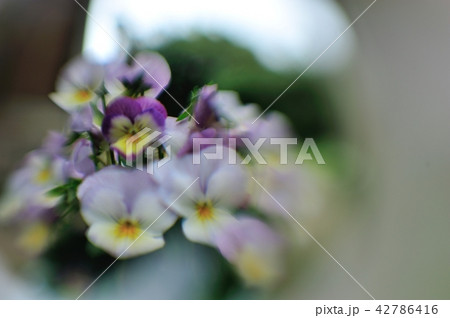 ガラス玉の中に映ったパンジ- 42786416