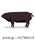 Flat geometric Large Black pig 42786419
