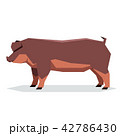 Flat geometric Duroc pig 42786430