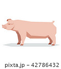 Flat geometric Chester white pig 42786432