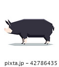 Flat geometric Berkshire pig 42786435