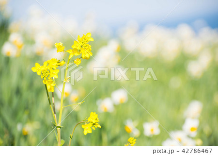 菜の花 水仙 関崎海星館 菜の花 水仙 関崎海星館 42786467