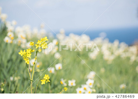 菜の花 水仙 関崎海星館 菜の花 水仙 関崎海星館 42786469