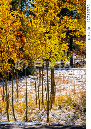 Season changing, first snow and autumn trees Season changing, first snow and autumn trees 42786570