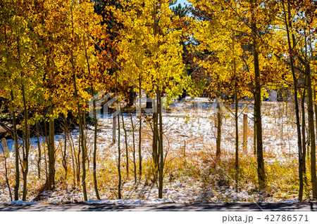 Season changing, first snow and autumn trees Season changing, first snow and autumn trees 42786571