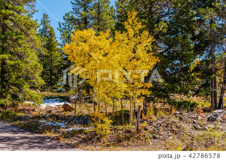 Season changing, first snow and autumn trees Season changing, first snow and autumn trees 42786578