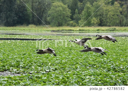 カナダガン　カナダ雁　Canada Goose　鳥 42786582