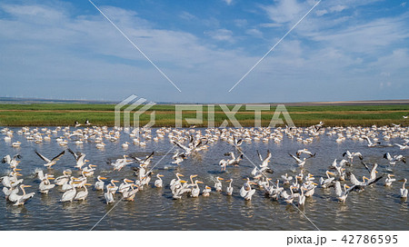 white pelicans in Danube Delta, Romania 42786595