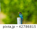 ブッポウソウ 42786815