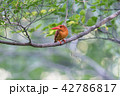 アカショウビン 42786817