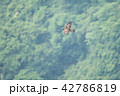 イヌワシ 42786819