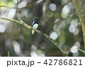 オオルリ 42786821