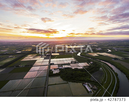 夕方の水田(空撮) 夕方の水田(空撮) 42787373