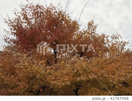 紅葉 紅葉 42787406