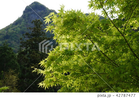 ヤマモミジ 42787477