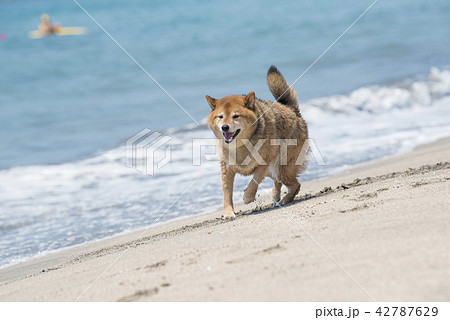 ビーチを走る柴犬の写真素材