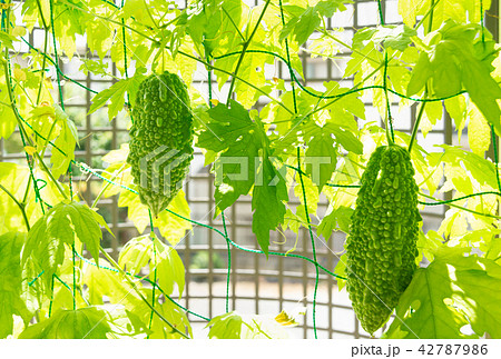 ゴーヤの実 グリーンカーテン ゴーヤカーテン 苦瓜 ゴーヤの実 グリーンカーテン ゴーヤカーテン 苦瓜 42787986