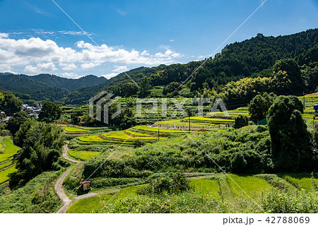 奈良県　明日香　初秋の里山　彼岸花と田んぼ　案山子ロード 42788069