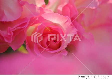 美しいピンクの薔薇の花 42788083
